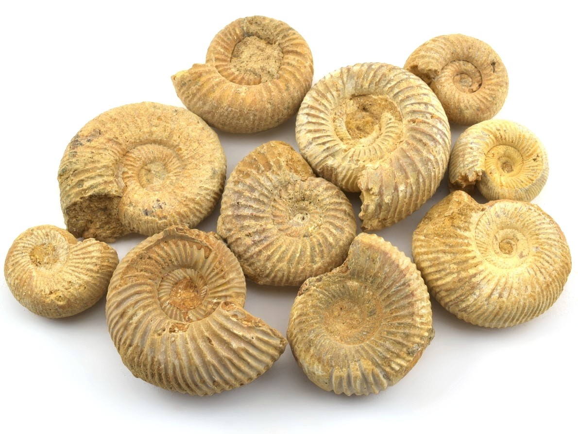 Balení deseti přírodních amonitů z Madagaskaru v původním stavu bez leštění.