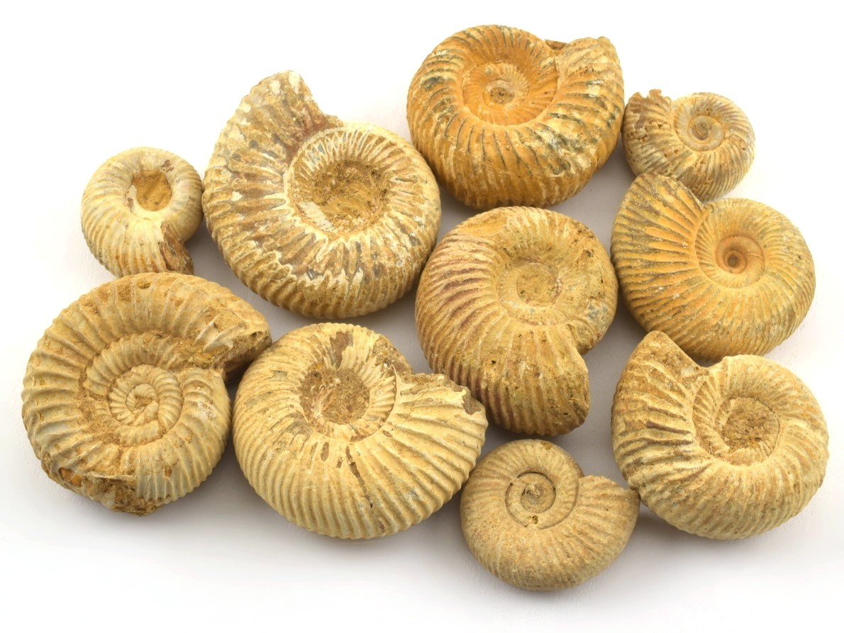 Neleštěné zkameněliny amonitů z Madagaskaru ukazující detaily spirálovitých lastur.