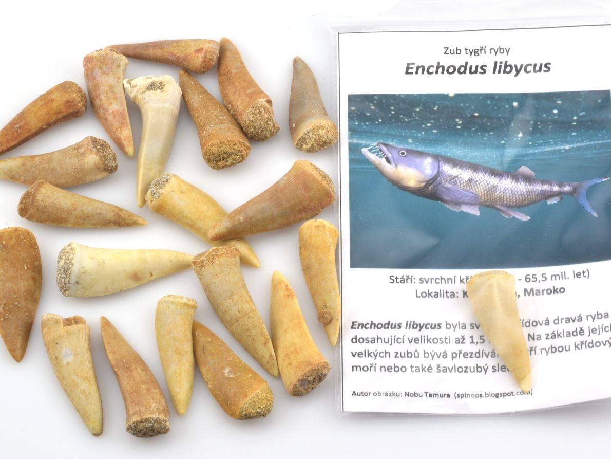 fosilni-zub-enchodus-libycus-2-3cm-karta