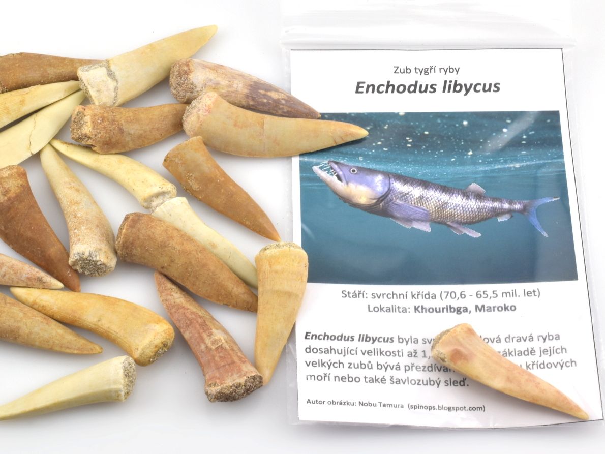 Pravé fosilní zuby Enchodus libycus 3–4 cm, šavlovitý tvar, svrchní křída, maastricht.