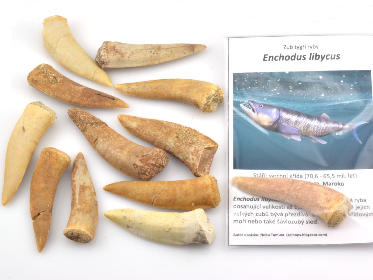 Pravé fosilní zuby Enchodus libycus z období svrchní křídy, maastricht, velikost 4–5 cm.