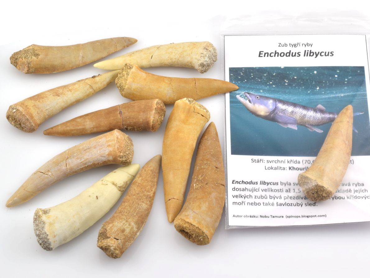 Fosilní zuby Enchodus libycus 5–6 cm ze svrchní křídy, typický šavlovitý tvar tygří ryby.