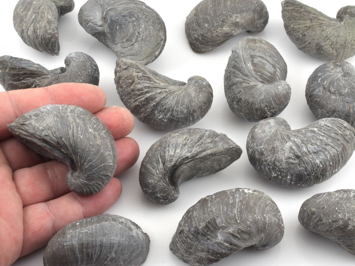 fosilni-ustrice-gryphaea-arcuata-nemecko
