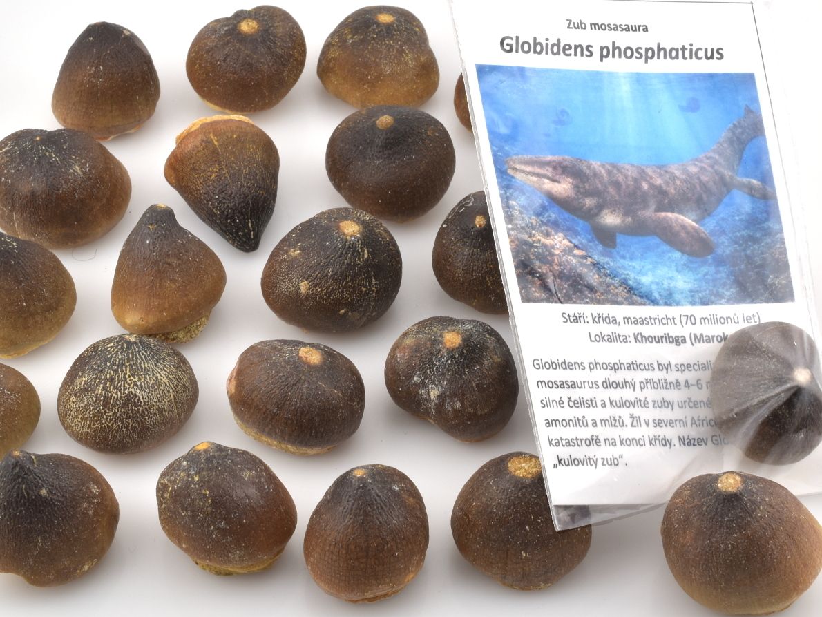 Zuby mosasaura Globidens phosphaticus z Maroka s vrásčitou sklovinou na prodej.
