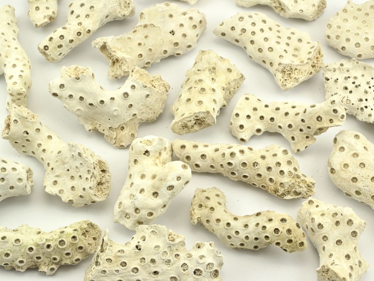koral-astrhelia-palmata