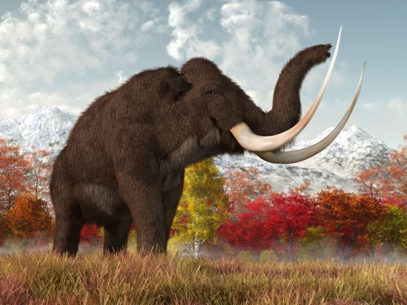 mamut-srtstnaty-podzim