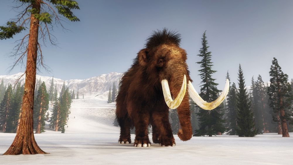 mamut-srtstnaty-zima