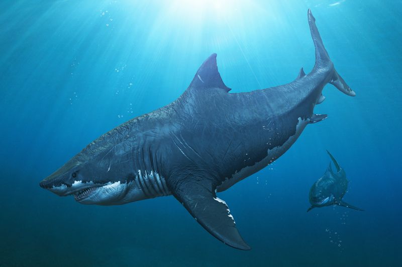 megalodon-zralok-prodej-zub