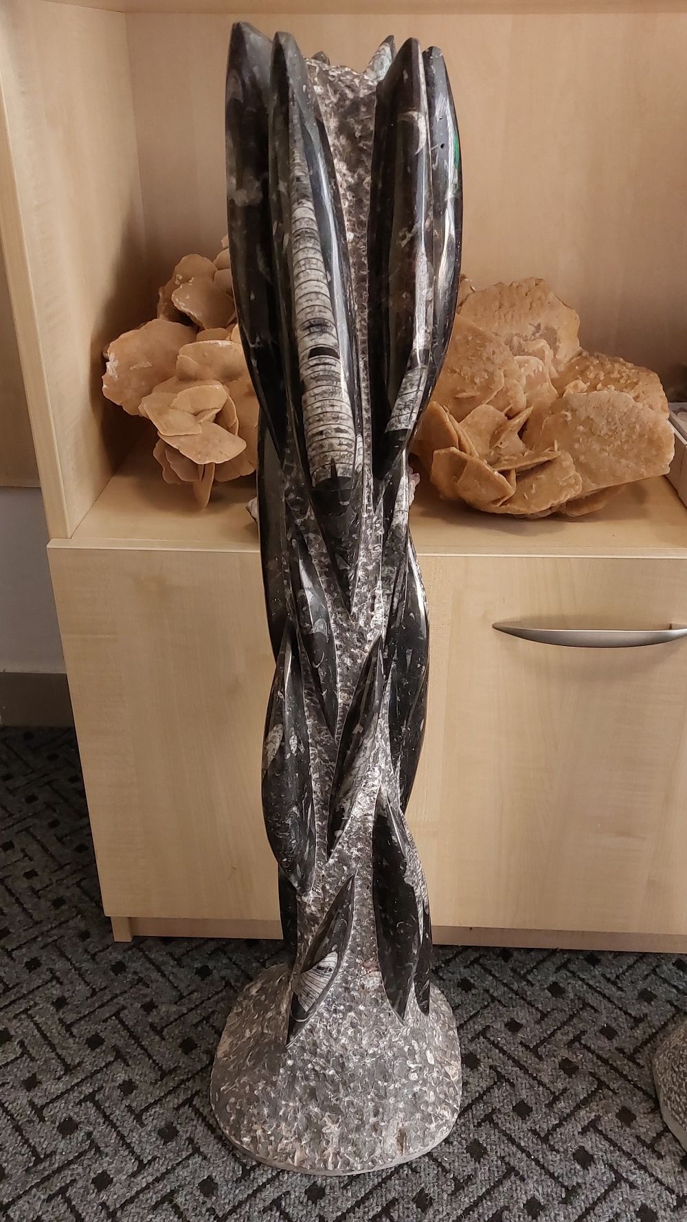 orthoceras-vez-xxl-1