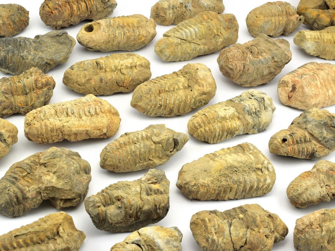 Trilobiti kvality C