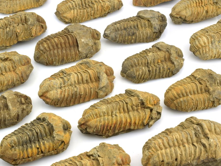 trilobiti-maroko-a