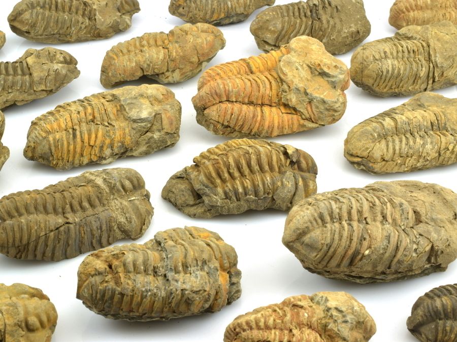 trilobiti-maroko-b