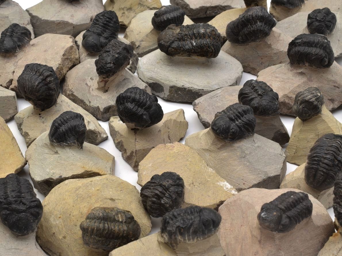 trilobiti-maroko-mensi-fosilie