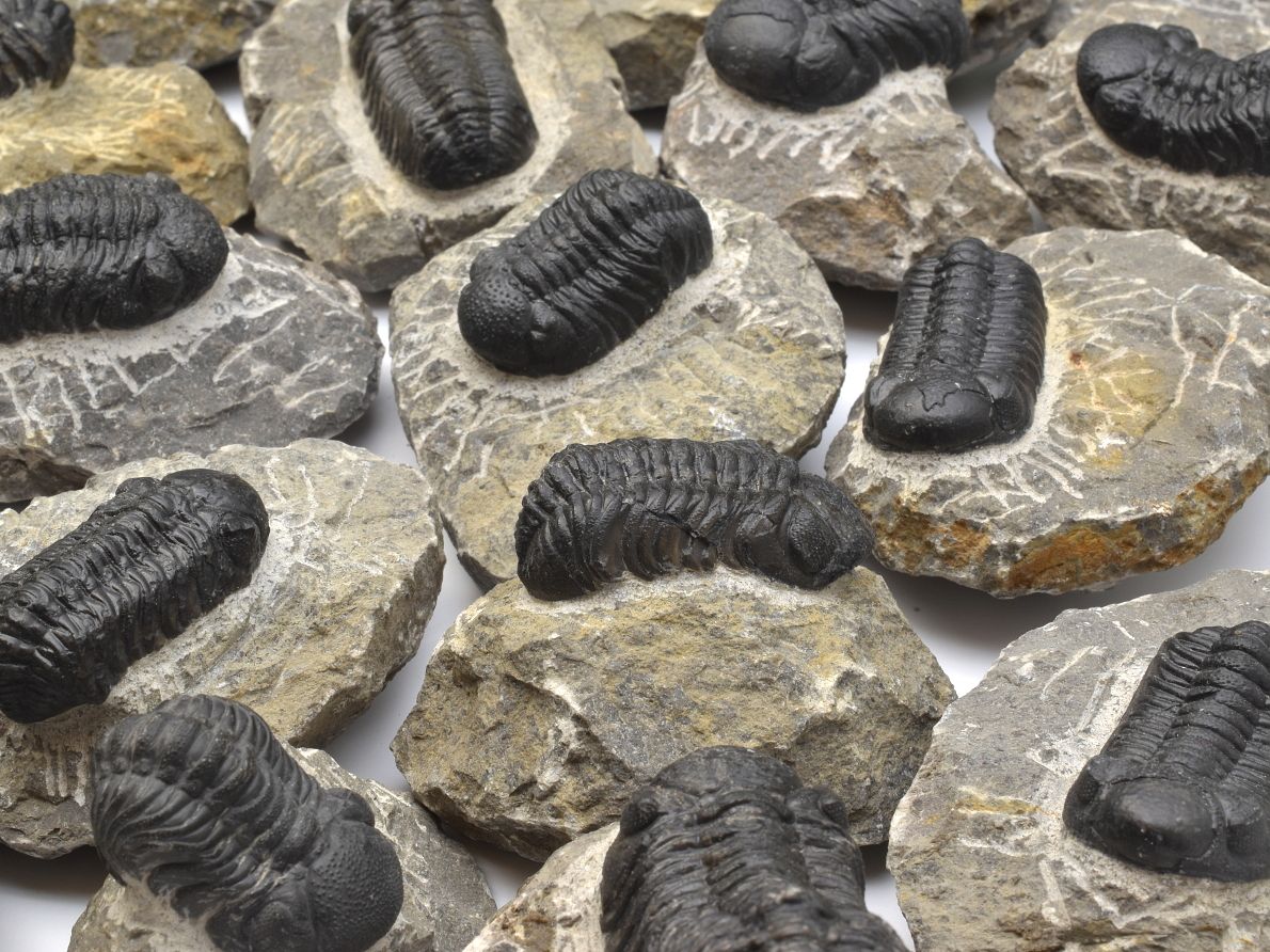 trilobiti-phacops-reedops-devon