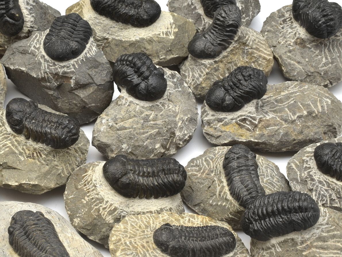 trilobiti-phacops-reedops-maroko