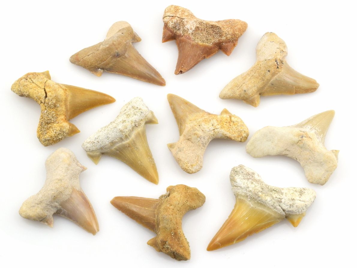 Sada 10 ks pravých fosilních žraločích zubů Otodus obliquus z Maroka, stáří cca 47 milionů let.