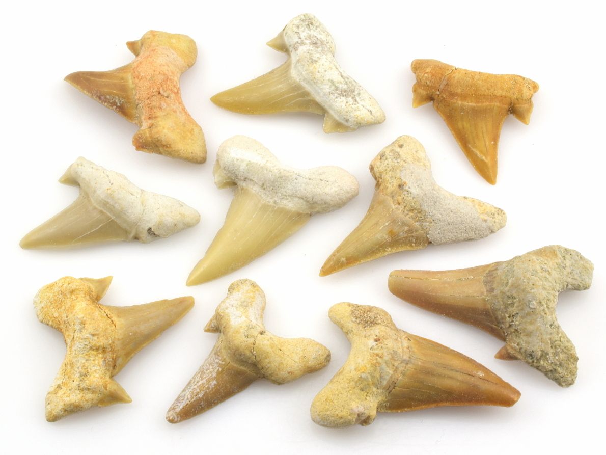 Fosilní žraločí zuby Otodus obliquus z Maroka, autentické nálezy z období před 47 miliony let.