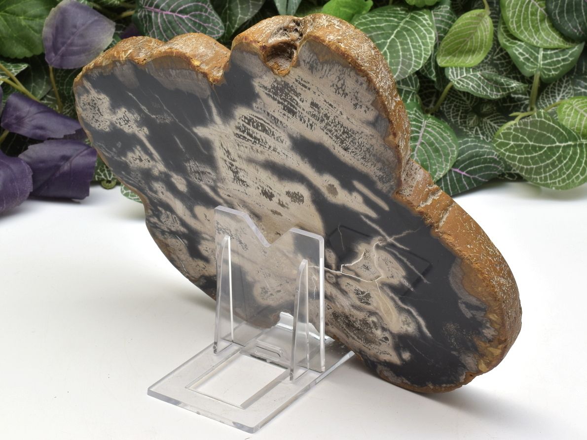 Zkamenělé dřevo miocénního stáří z Jávy, leštěný plát.