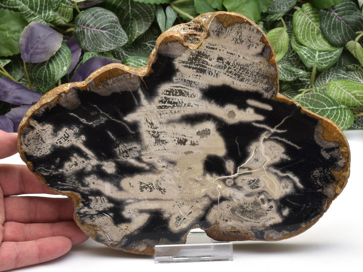 Leštěné zkamenělé dřevo s výraznou kresbou z Indonésie.