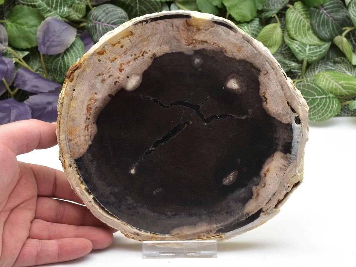 Dekorační zkamenělé dřevo z Indonésie, přírodní fosilie.