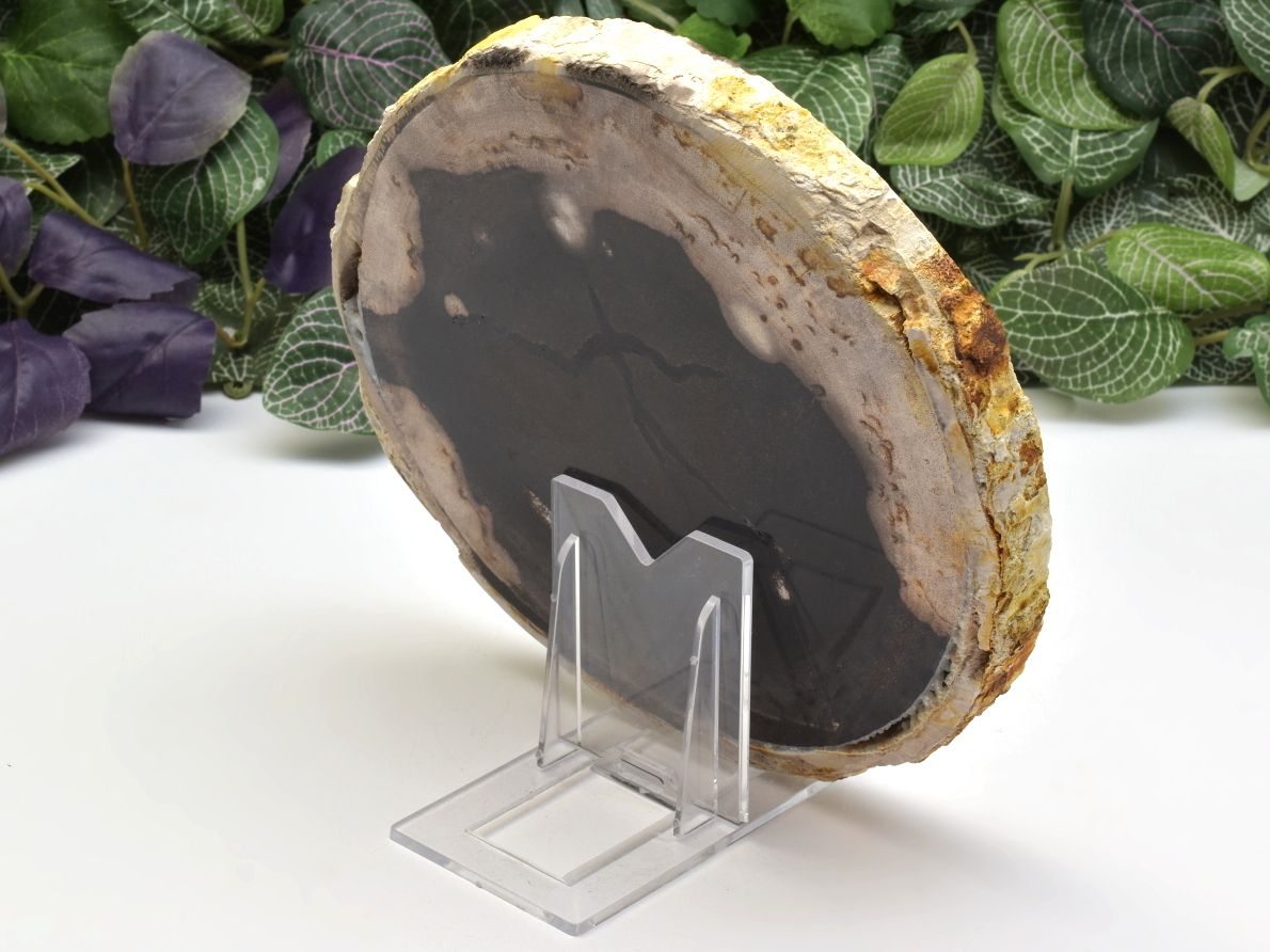 Velký plát zkamenělého dřeva z Jávy, oboustranné leštění.