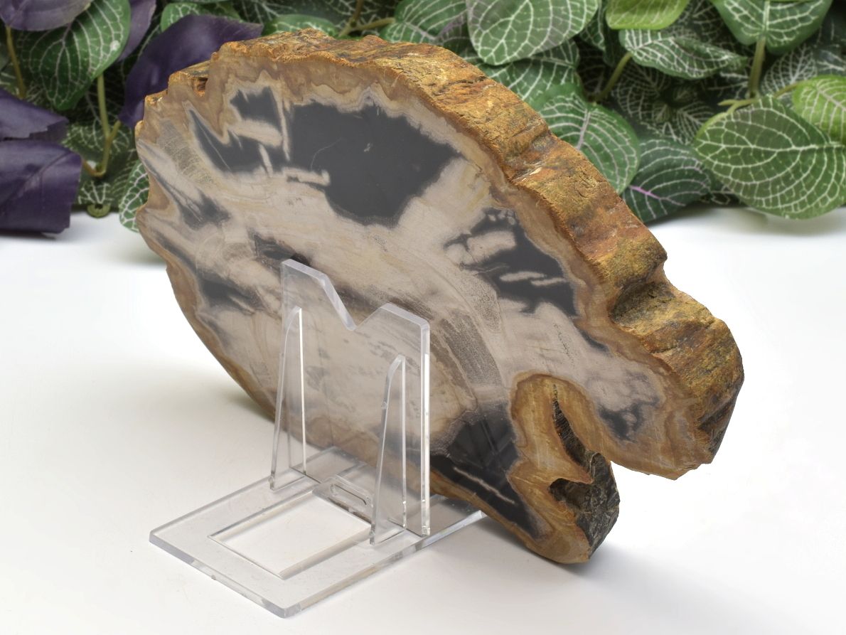 Leštěné zkamenělé dřevo z Indonésie vhodné k vystavení.