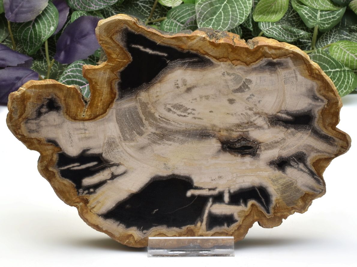 Zkamenělé dřevo z Jávy, leštěný řez s dochovanými letokruhy.