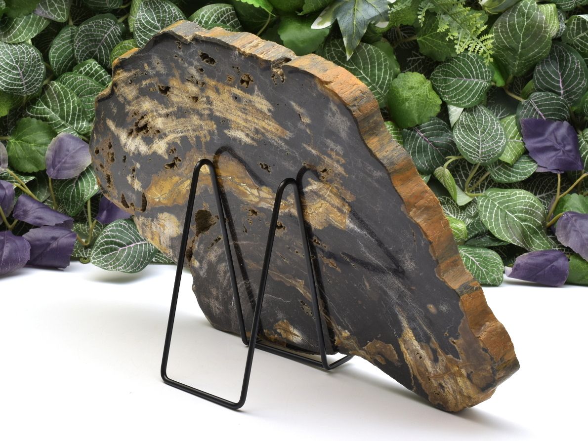 Velký kus zkamenělého tropického dřeva, Indonésie, Miocén.