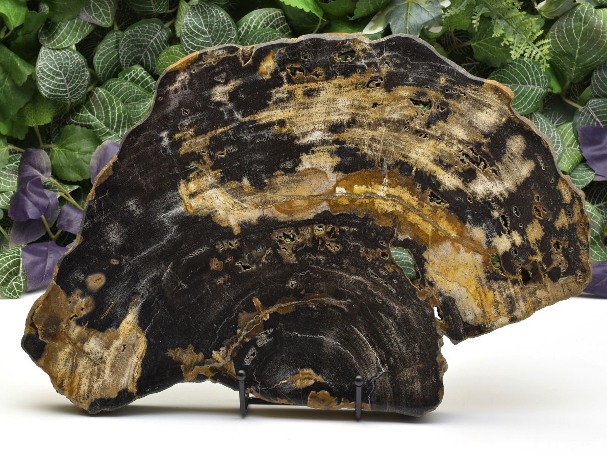 Dekorační plát zkamenělého dřeva z Jávy s výraznou kresbou.