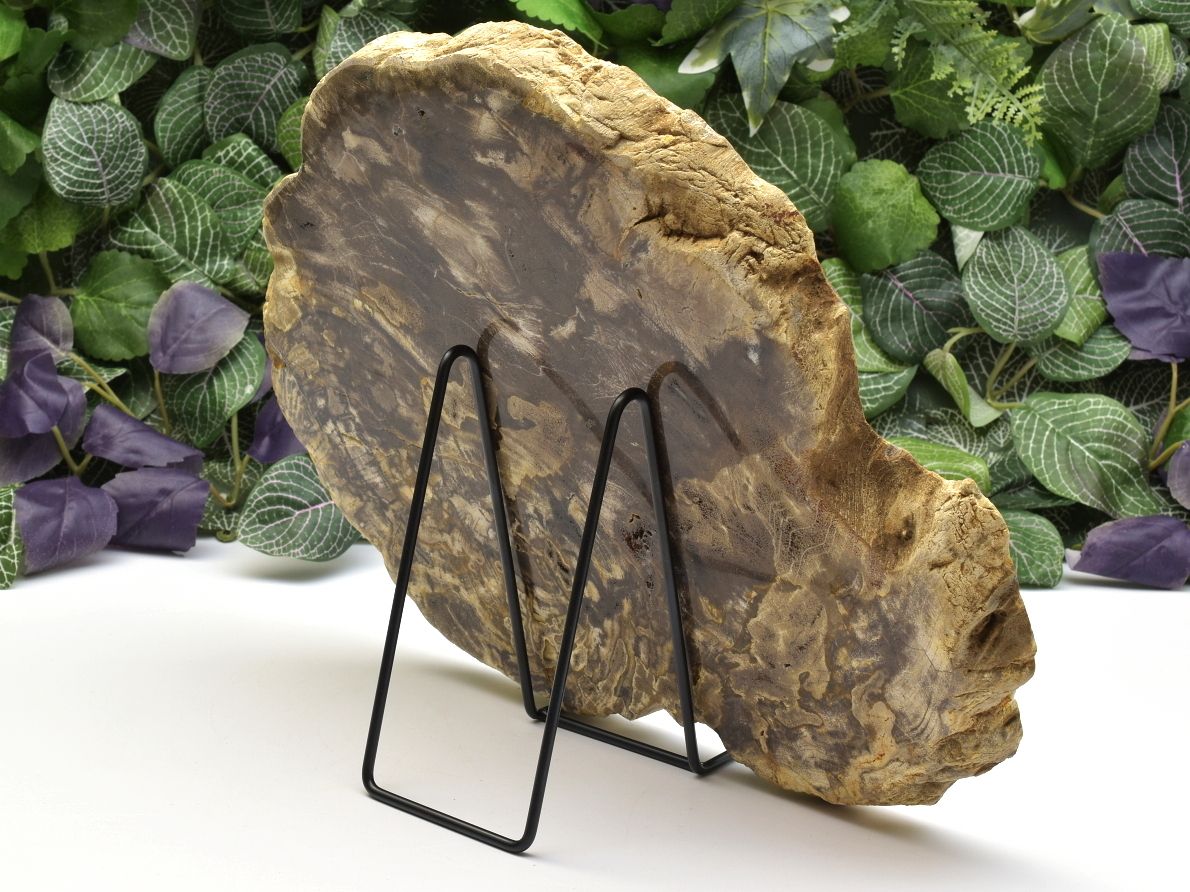 Oboustranně leštěné zkamenělé tropické dřevo z Indonésie.