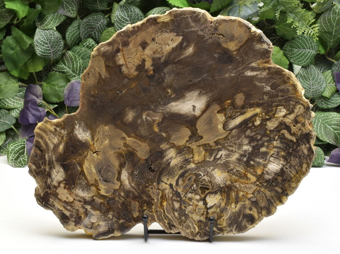 Zkamenělé tropické dřevo z Indonésie, leštěný sbírkový kus.