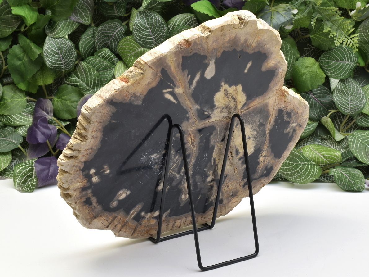 Leštěné zkamenělé dřevo s barevným kontrastem z Indonésie.