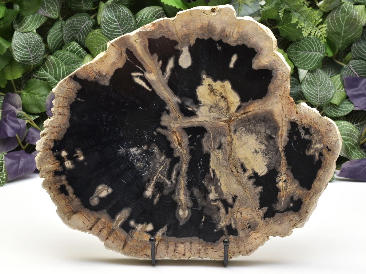 Sbírkový plát zkamenělého dřeva z ostrova Jáva.