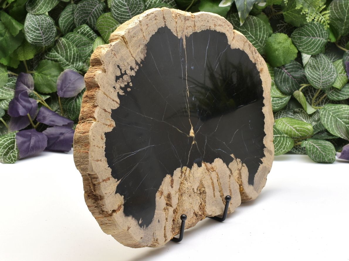 Leštěné zkamenělé tropické dřevo z Indonésie, miocén.