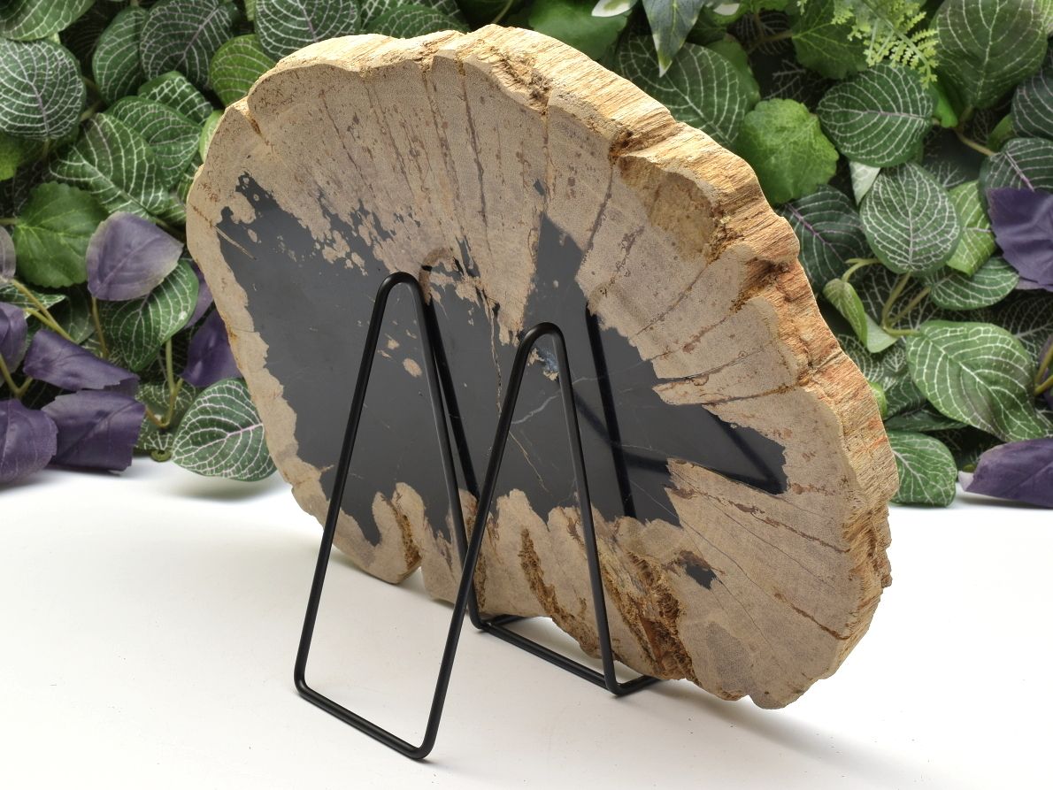Zkamenělé dřevo z Jávy, sbírkový a dekorační kus.