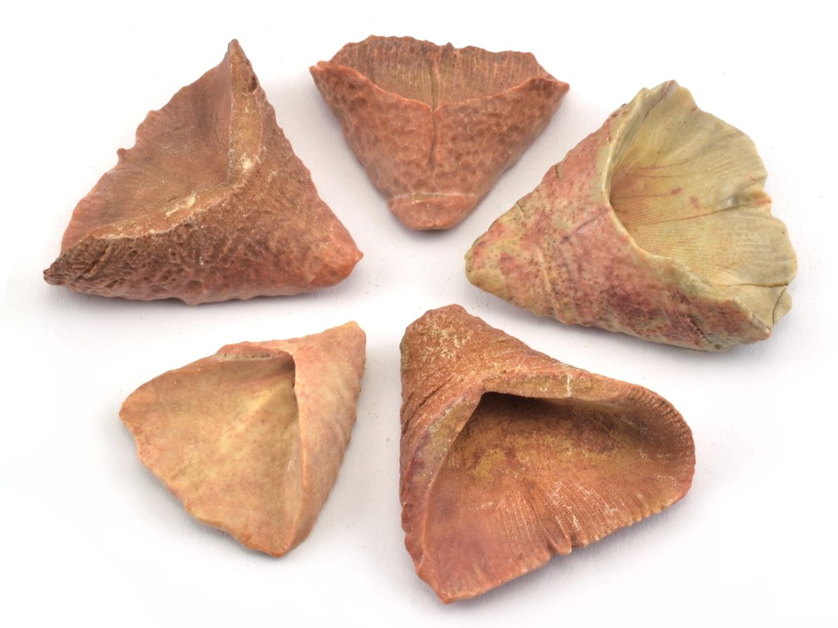 zkamenely-koral-calceola-sandalina