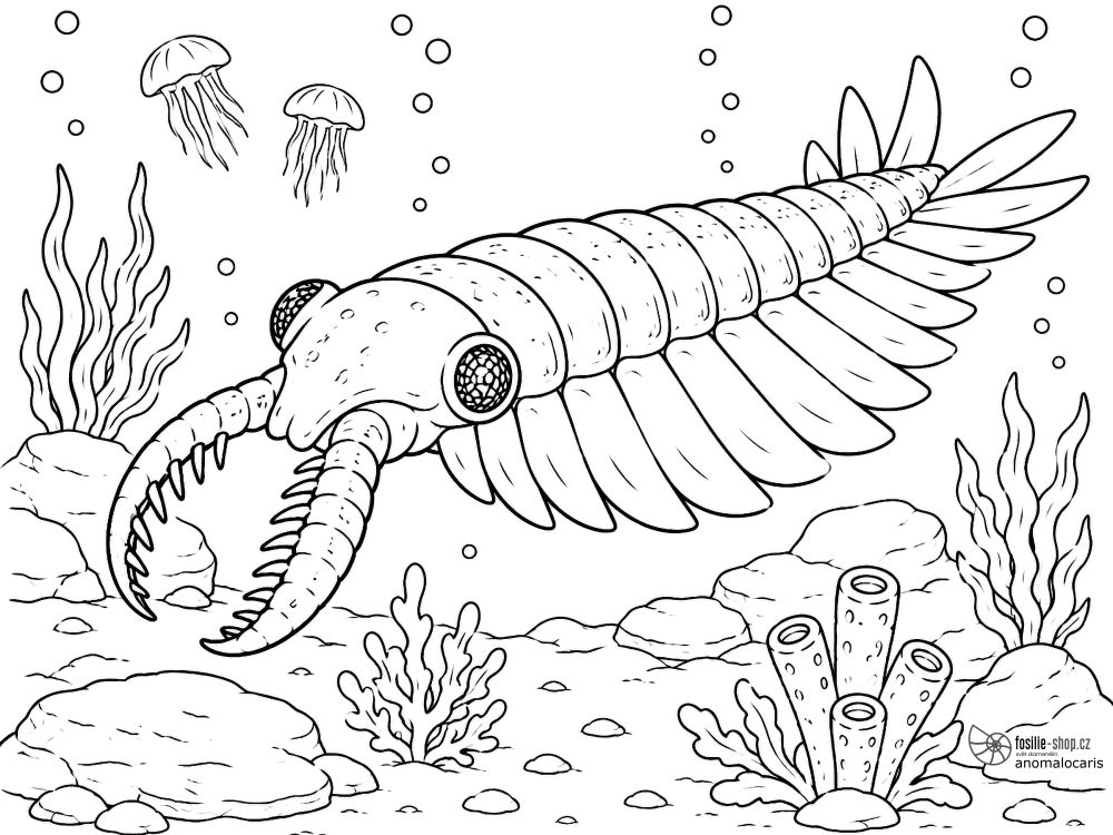 anomalocaris-omalovanka-pravek