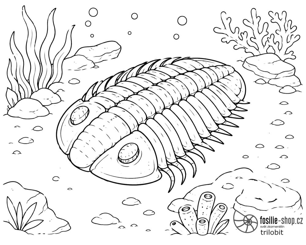 trilobit-omalovanka-tisk