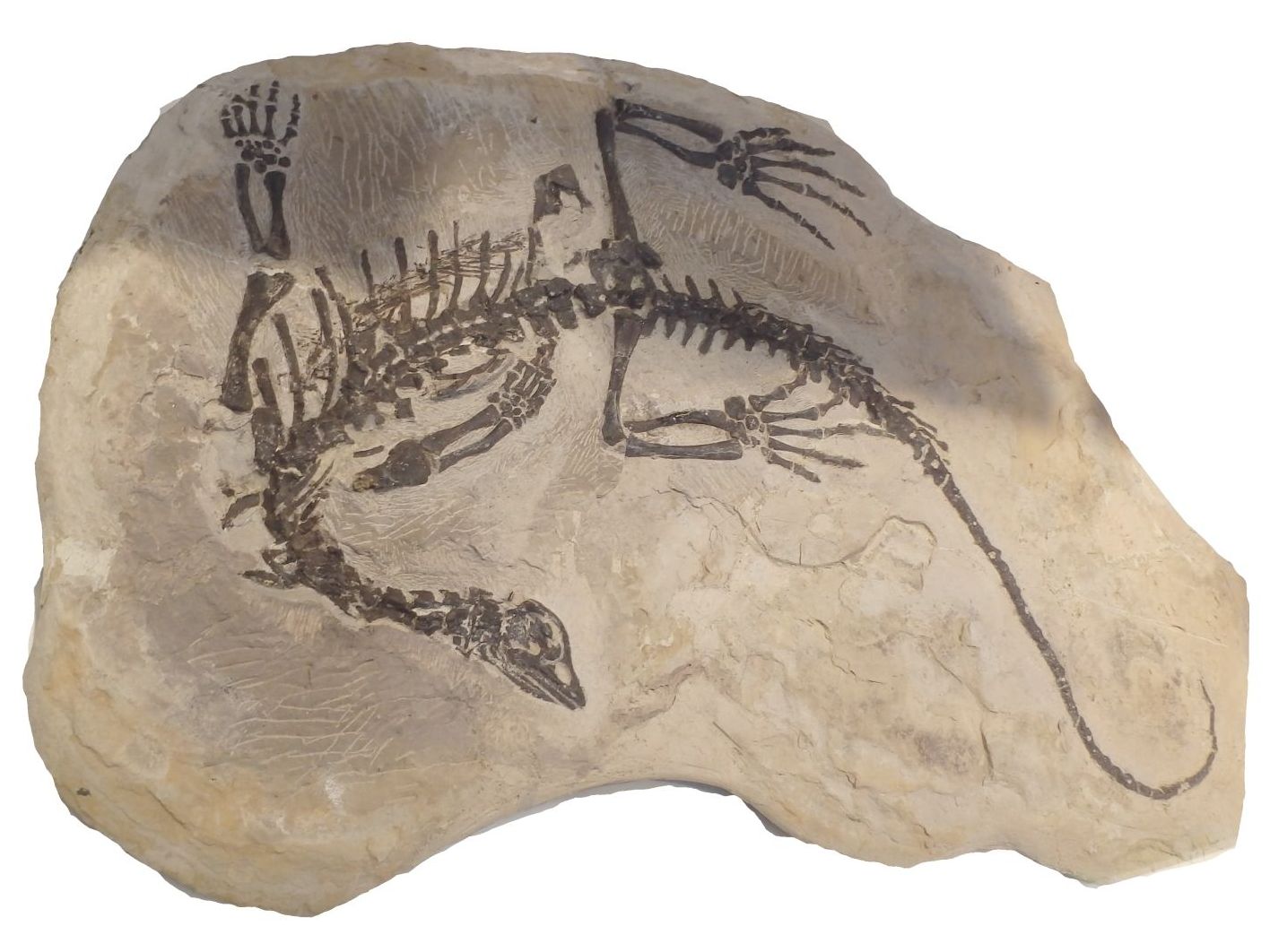 Claudiosaurus-germaini-Perm-Ramolira-Morondava-Badin-Madagaskar