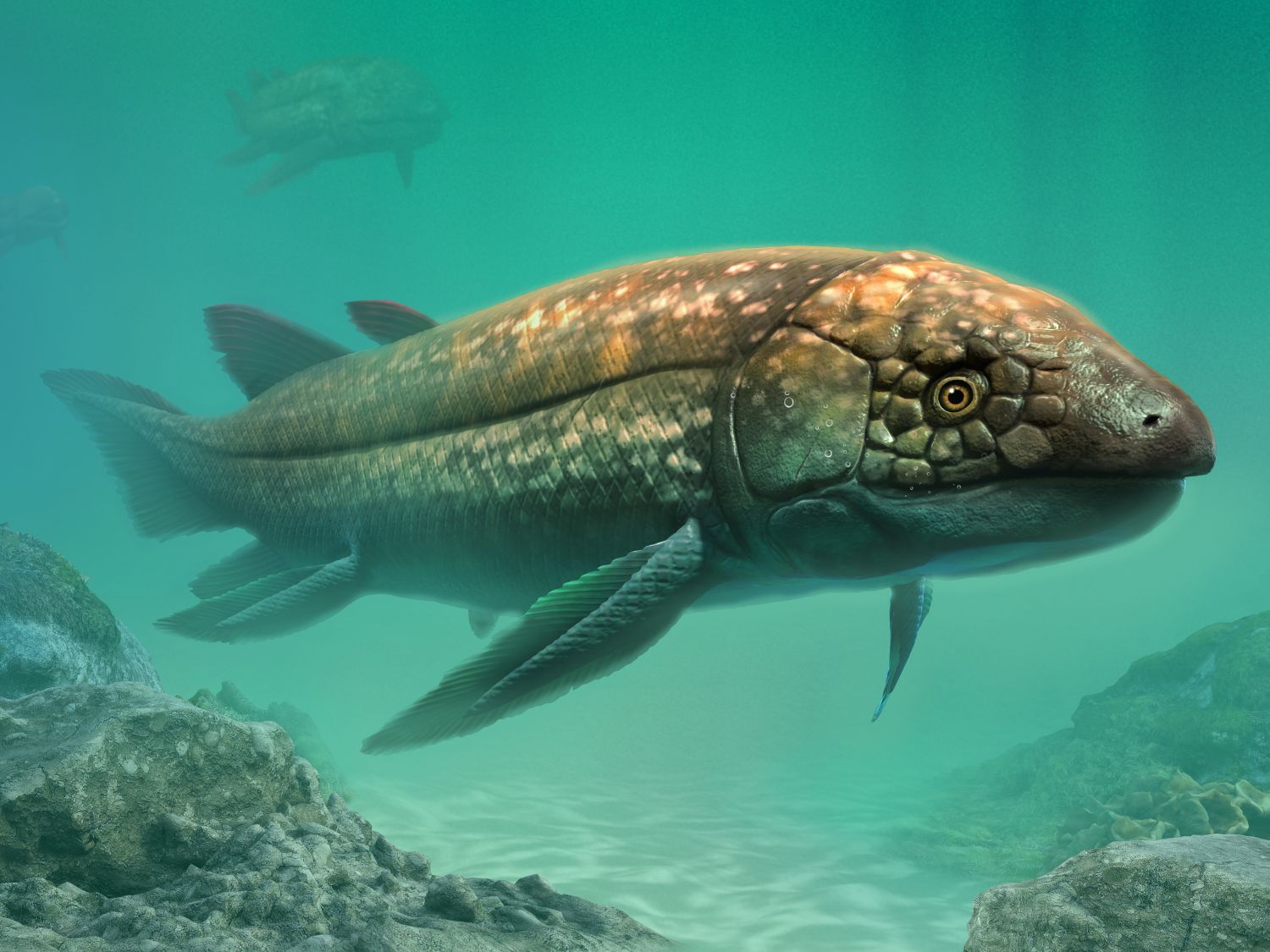 Pravěká ryba Dipterus z devonu, významný zástupce raných dvojdyšných ryb.