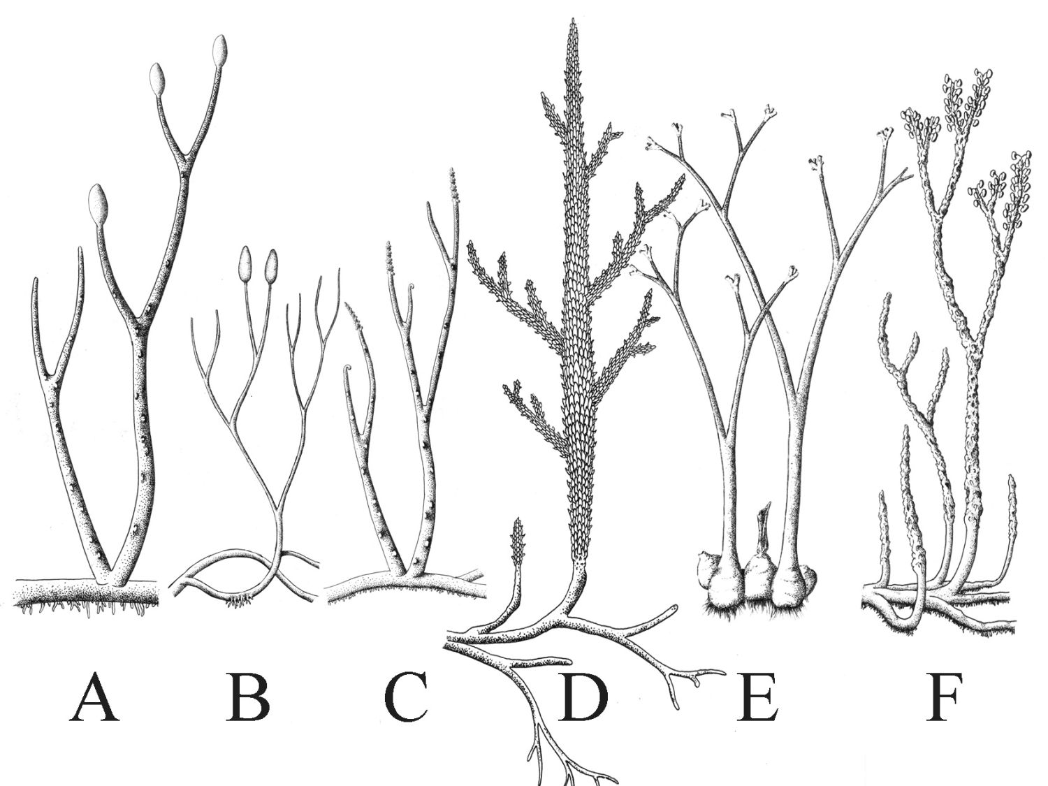 Suchozemské rostliny spodního devonu z Rhynie flory, raný vývoj života na souši.