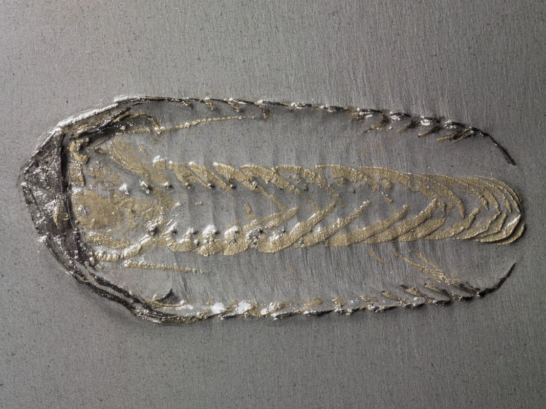 Vzácný devonský trilobit Chotecops z Bundenbachu se zachovanými měkkými částmi.