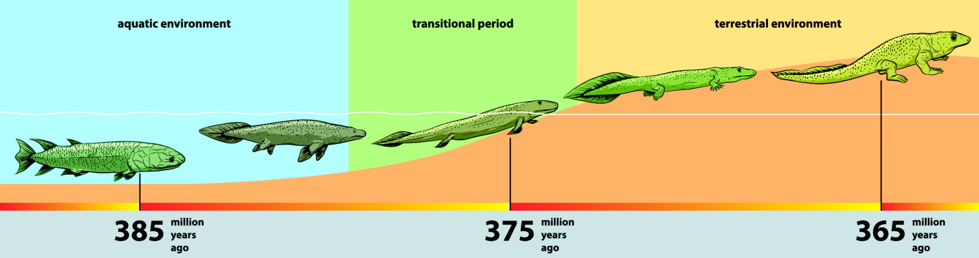Evoluční schéma přechodu od ryb k suchozemským obratlovcům v devonu.