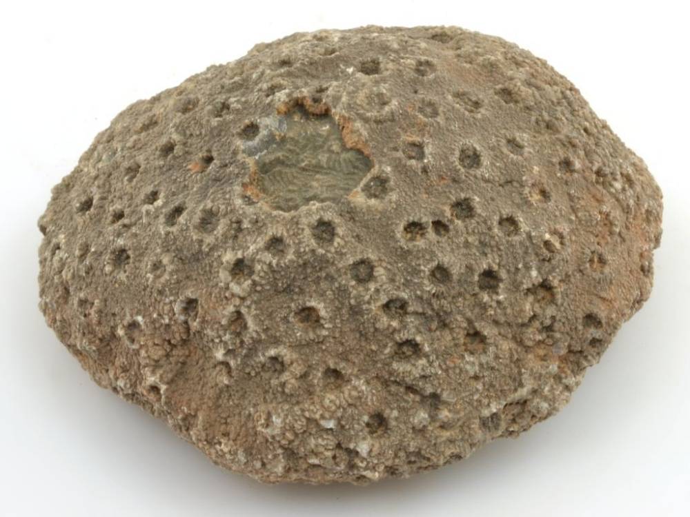 Zkamenělý korál z devonu nalezený v Maroku.