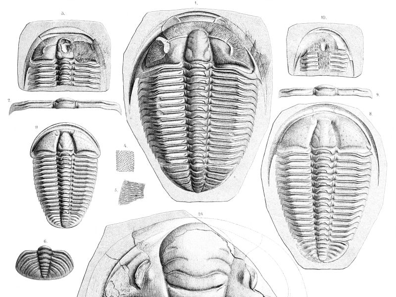 trilobiti-barrande-litografie
