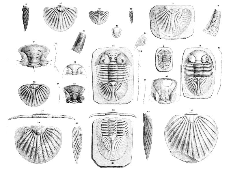 trilobiti-joachim-barrande
