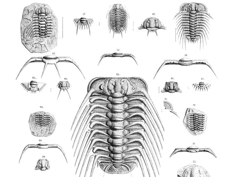 trilobiti-systemesiluriend-barrande