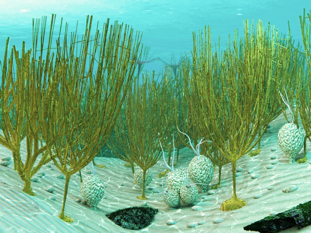 graptolit-dictyonema-ordovik