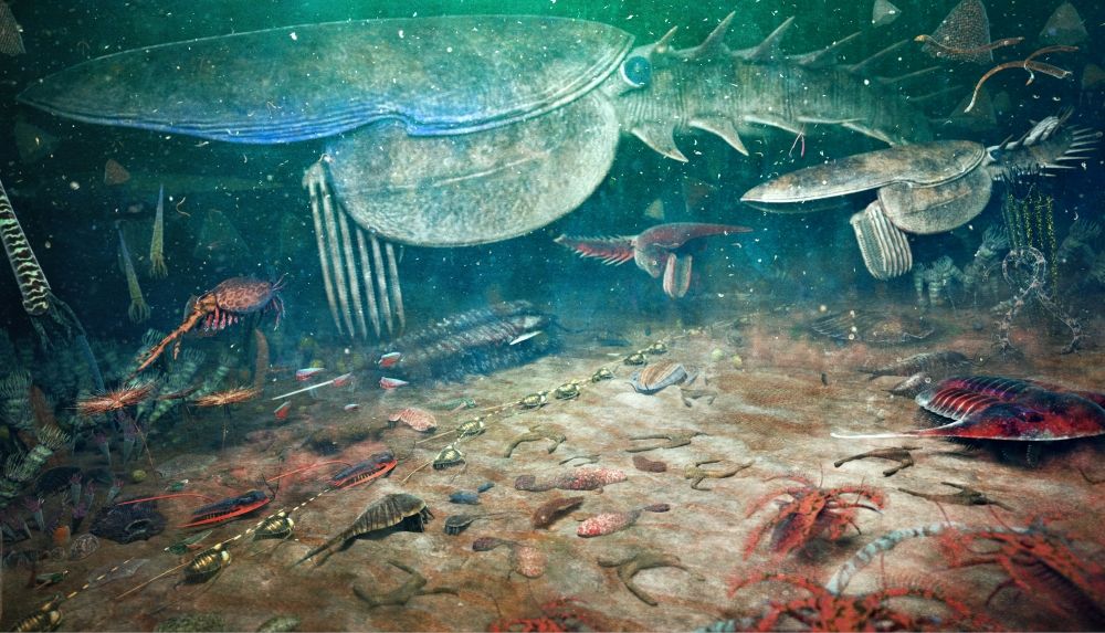 ordovik-fezouata-biota-maroko