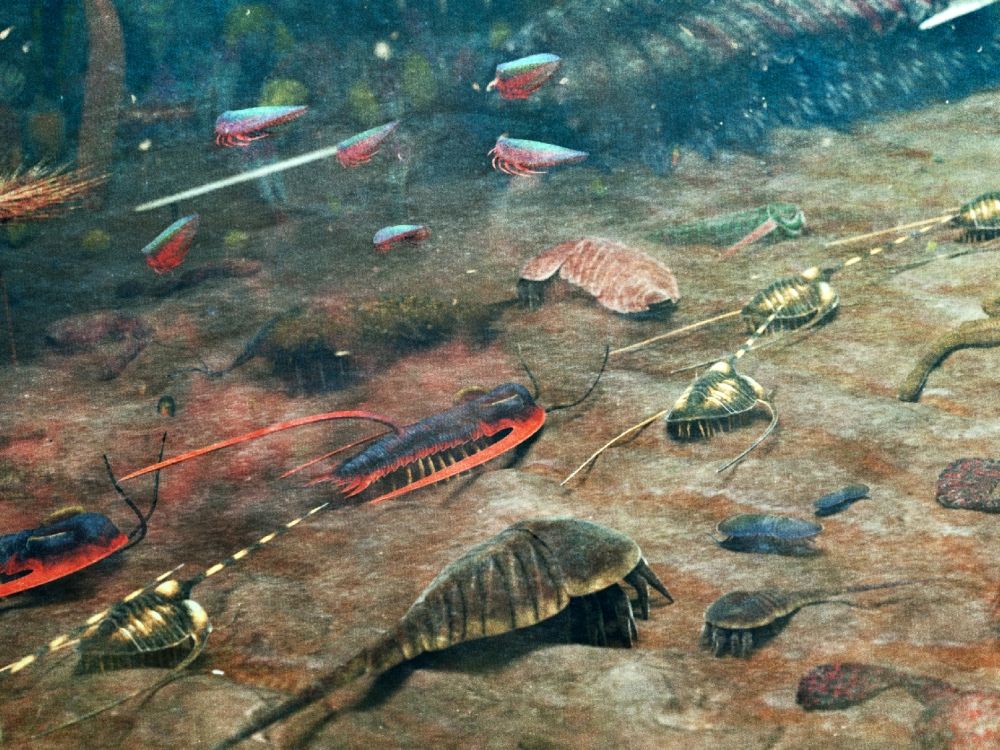 ordovik-maroko-fezouata-biotaa